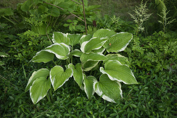 Hosta in a garden. Hosta genus of perennial herbaceous plants of the family Green.