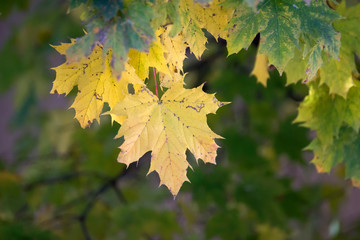 Tree branches dressed in autumn yellow and red leaves.