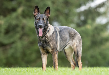 Portrait of a beautiful dog 