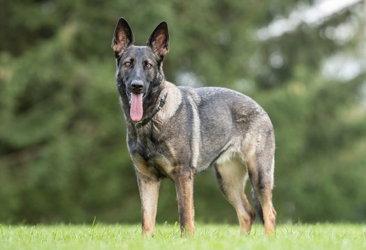Portrait of a beautiful dog 