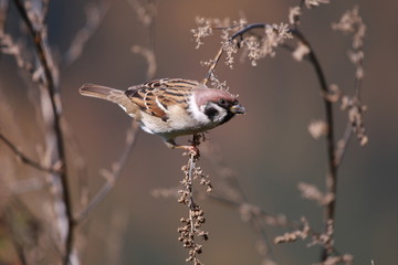 Fototapeta premium Spatz