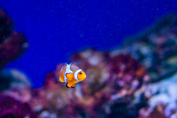 Obraz na płótnie Canvas Amphiprioninae clown fish or anemone fish on deep blue sea color background. tropical fish in aquarium