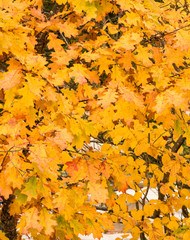 Colorful autumn leaves in various stages of fall foliage