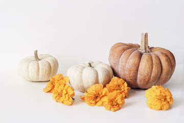 Autumn still life scene with marigold, tagetes flowers and orange, white pumpkins on table...