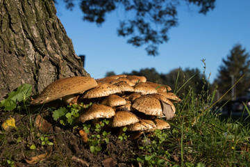 Pilze im herbstlichen Abendlicht