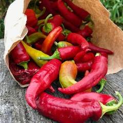 Photo on theme long red hot chili pepper