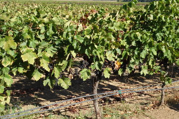 Wine grapes ready for harvest in Napa Valley, CA