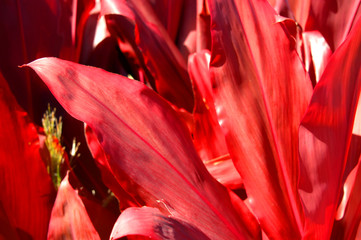 Big Island Red Ti Leaves