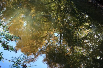 trees are reflected in a small stream