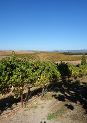 Fototapeta na wymiar Wine grape vines in the Carneros area of California in autumn