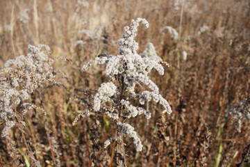 Fluffy autumn grass in the field. Autumn landscape.