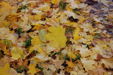 autumn leaves background