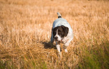 German short-haired dog hunting in the field
