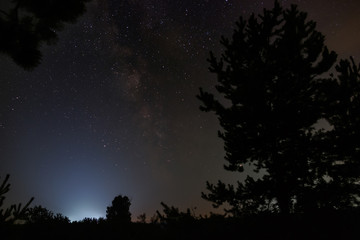 Night sky with stars in the forest.