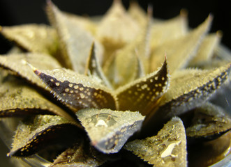 Succulent plant Haworthia emelyae v. major in water droplets. Close up. Narrow focus.      