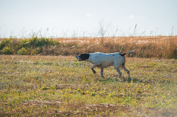 German short-haired dog hunting in the field