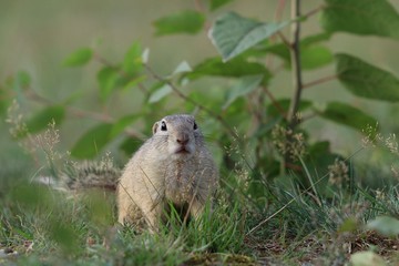 European suslik