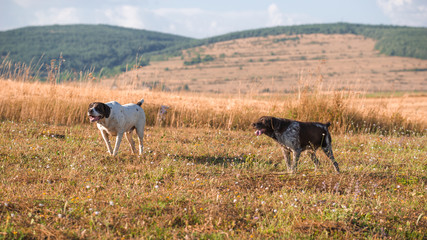 Two german short-haired dog hunting in the field