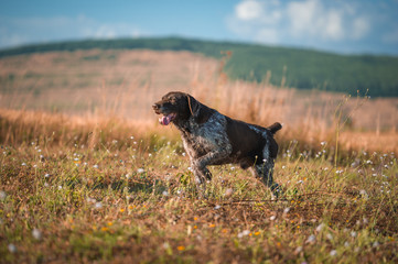 German wire-haired dog hunting in the field