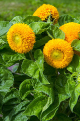 Yellow sunflower on a green background