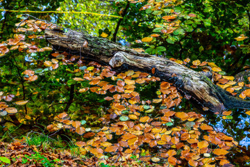 color of autumn in a polish wood