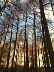 sunset in the forest