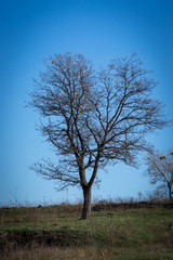 autumn nature yellowed and showered trees