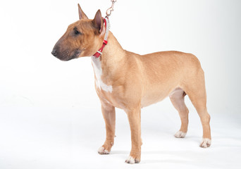 Young red-haired bull terrier isolated on white