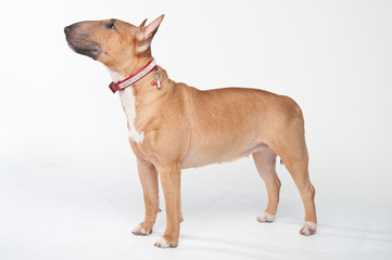 Young red-haired bull terrier isolated on white