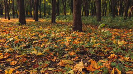 autumn colorful season park scenic landscape background view with falling leaves ground cover and beech trees