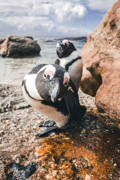 keep smiling - face to face with the pinguins at boulders beach close to capetown