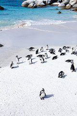 Colony of african pinguins on white boulders beach