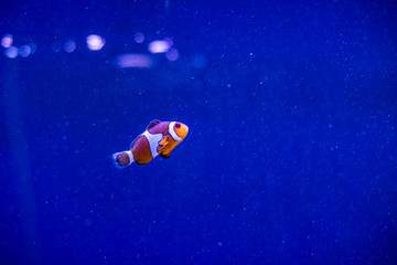 Amphiprioninae clown fish or anemone fish on deep blue sea color background. tropical fish in aquarium