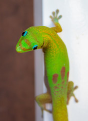 Gecko looking at the camera