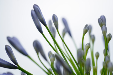 Schmucklilie © sailer