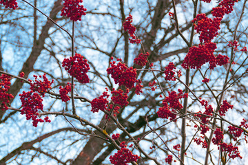 Clusters of red color mountain ash rowan berries close up on branches of rowan tree without leaves