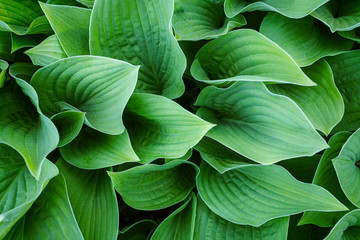Obraz premium green leaves background