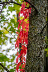 Bright red leaves on a tree