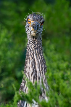 A curious Yellow-crowned Night Heron nestling with a silly look.