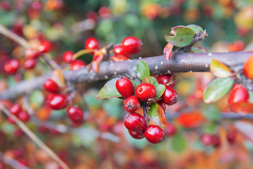 Bright red berries of bearberry cotoneaster (Cotoneaster dammeri)