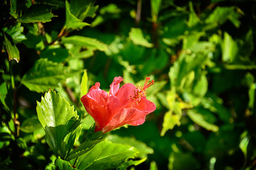  blooming hibiscus flower growing in the garden among green leaves in a natural habitat