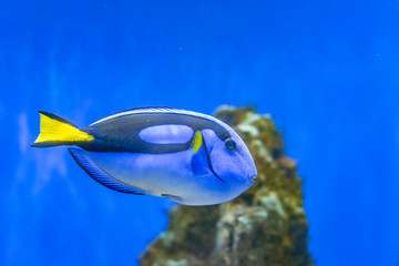 Fototapeta na wymiar Famous aquarium fish Palette surgeonfish, Latin name Paracanthurus hepatus