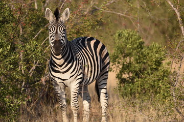 Zebra in Africa