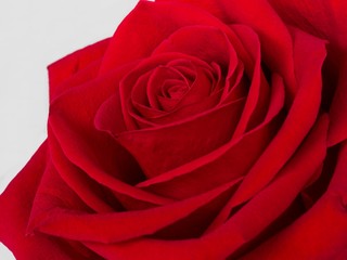 Flower of red large-flowered rose on white background , close-up
