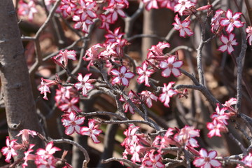 Impala Lily