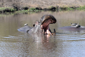 Hippo and Turtle