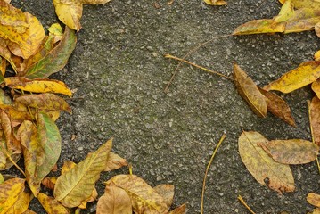 gray asphalt road with yellow and brown dry fallen leaves