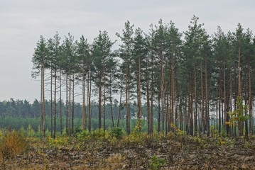 forest edge with a meadow in front of a number of pines 