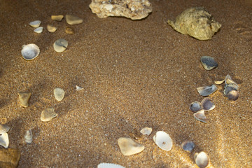 Fototapeta na wymiar Heart on the sea sand with shells