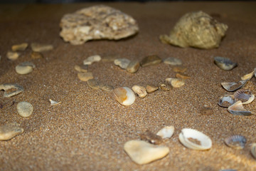 Fototapeta na wymiar Heart on the sea sand with shells
